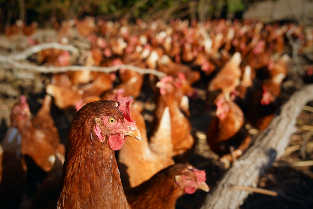 a large group of chickens in a field