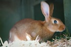 a brown rabbit sitting on top of a pile of hay