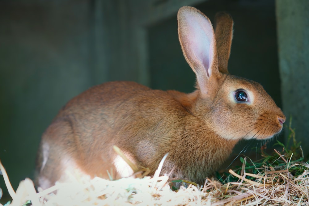 a brown rabbit sitting on top of a pile of hay