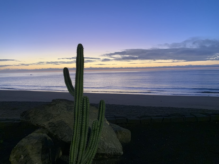 A sunset view over the ocean with a tall cactus in the foreground, positioned on a rocky surface. The sky displays a gradient of colors from deep blue to soft orange, and the water reflects these hues, creating a peaceful and serene atmosphere. Wispy clouds are scattered across the sky, enhancing the picturesque scene.
