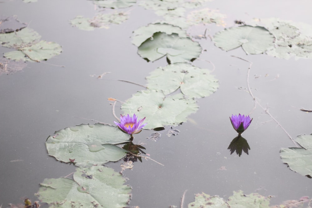 a couple of purple flowers floating on top of a lake