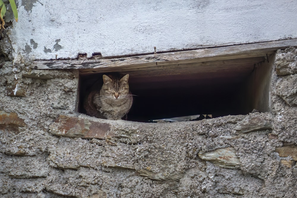 a cat sitting in a window of a stone building