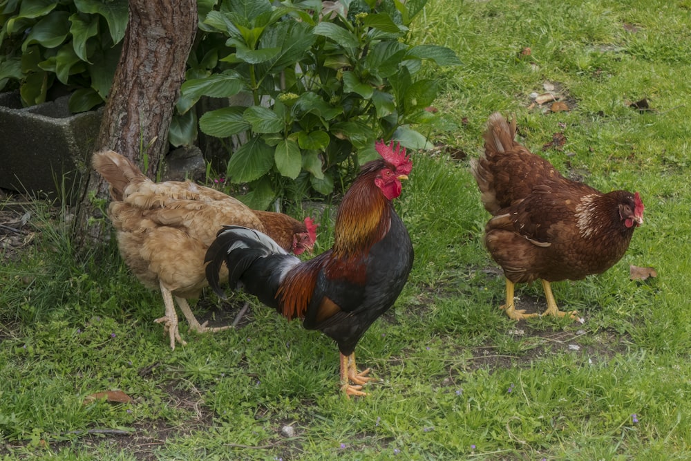 a group of chickens standing on top of a lush green field