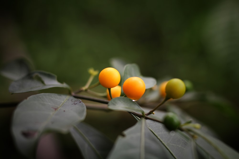 a couple of small oranges sitting on top of a leaf