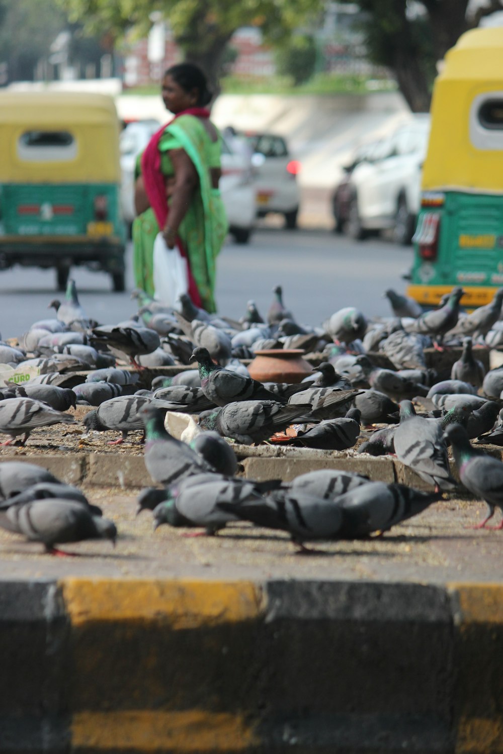 a flock of birds standing on the side of a road