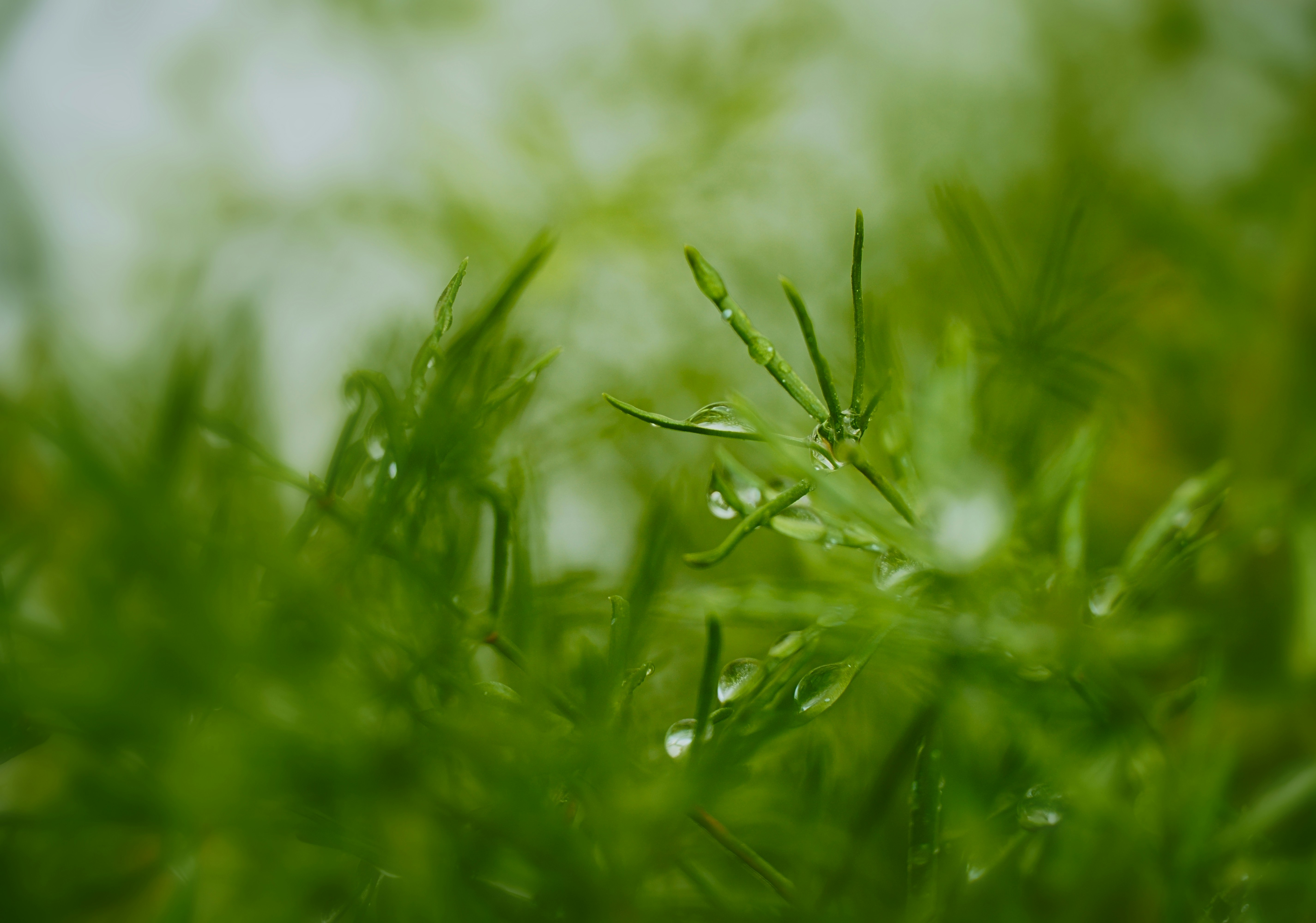 Photo by mahmood_daoud_art