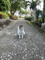 A serene garden path is lined with lush greenery and vibrant potted plants on either side. In the center of the path, a fluffy cat with a white and brown coat sits, while another cat can be seen in the background. Tall trees arch over the path, creating a tranquil, shaded setting.