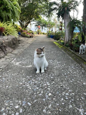 A peaceful sanctuary garden with cats lounging among plants.