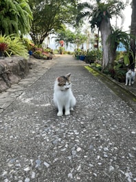 A serene garden with lush greenery and a cozy cat resting on a sunlit patch of grass.