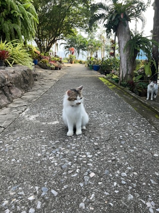 Peaceful sanctuary garden with cats exploring among lush greenery and soft sunlight
