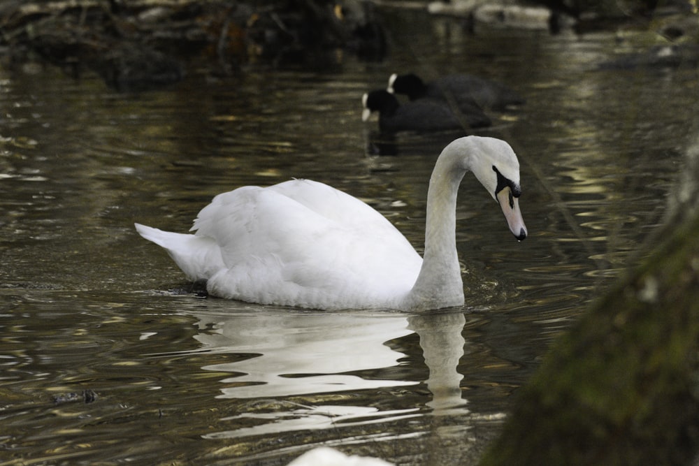 a white swan swimming in a pond next to a tree
