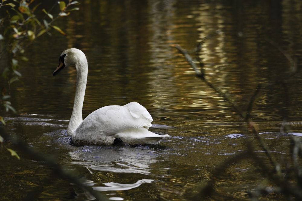 a white swan is swimming in the water