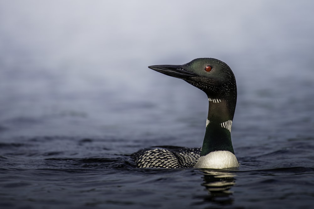 a black and white bird floating on top of a body of water