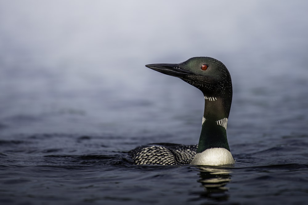 Un uccello bianco e nero che galleggia sulla cima di uno specchio d'acqua