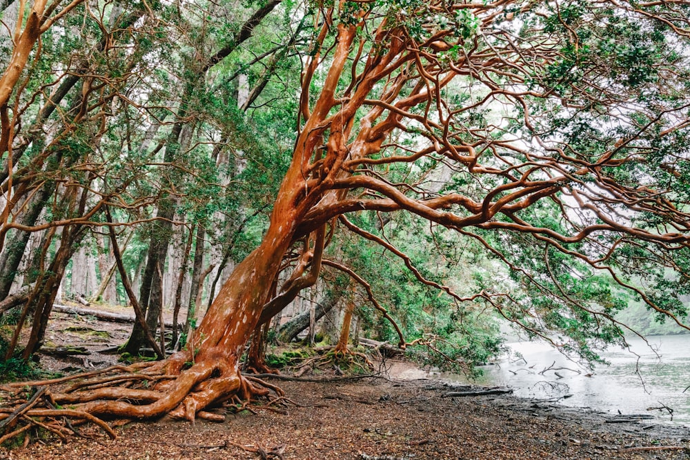 a tree that is leaning over in the woods