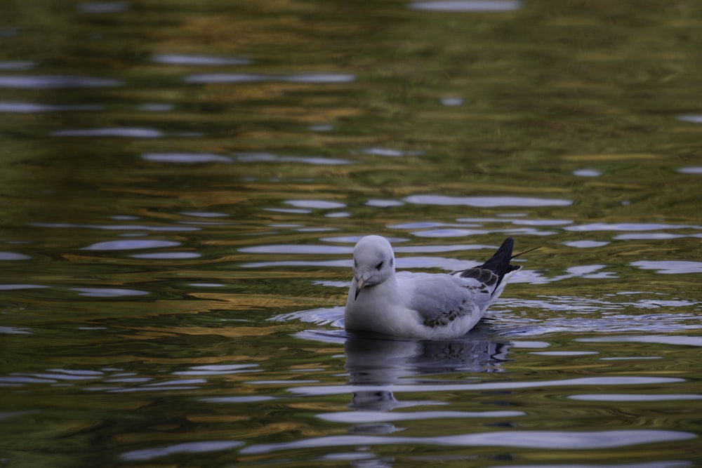 a duck floating on top of a body of water