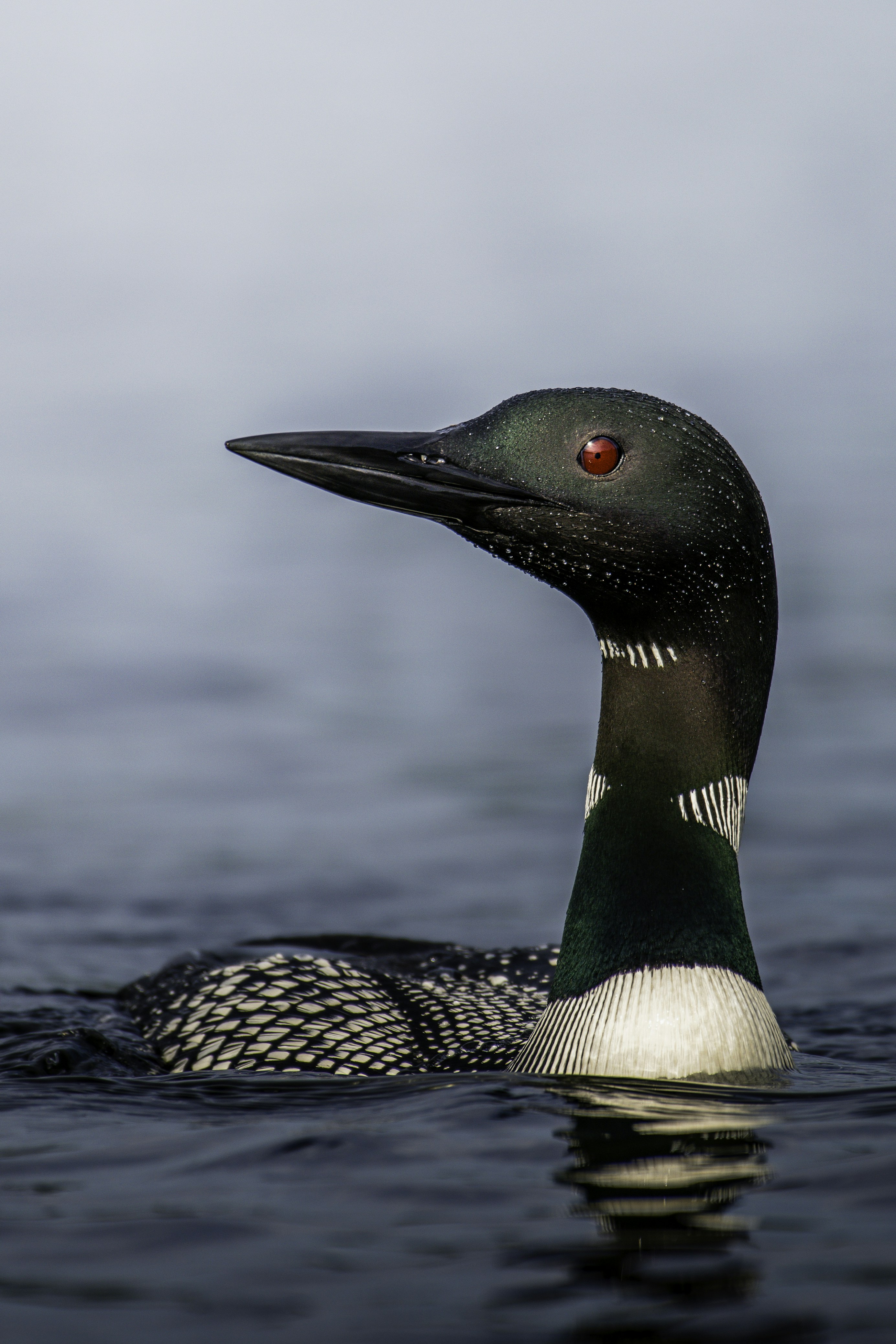 a black and white bird floating on top of a body of water