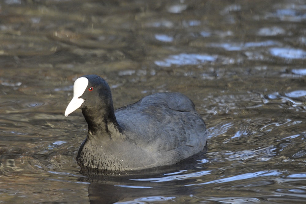 a duck floating on top of a body of water