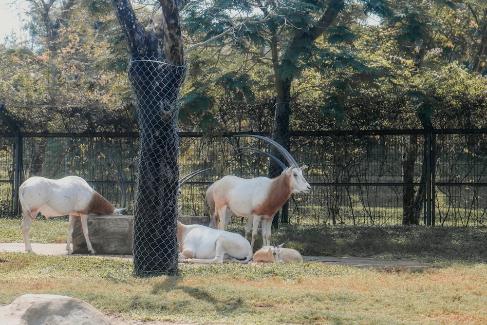 a couple of animals that are standing in the grass