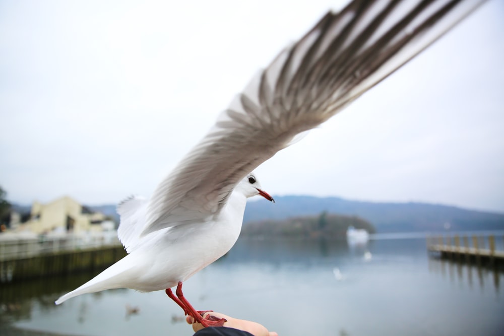 a white bird flying over a body of water