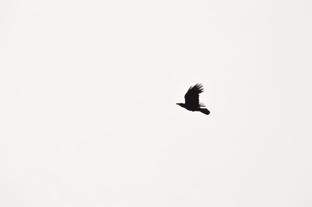 a black bird flying through a white sky