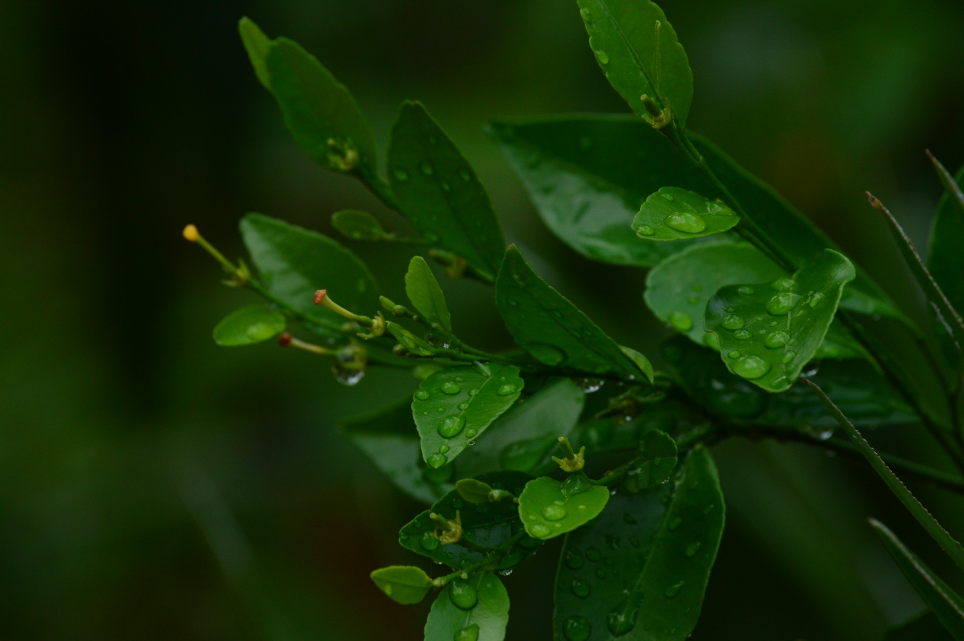 a green plant with water drops on it
