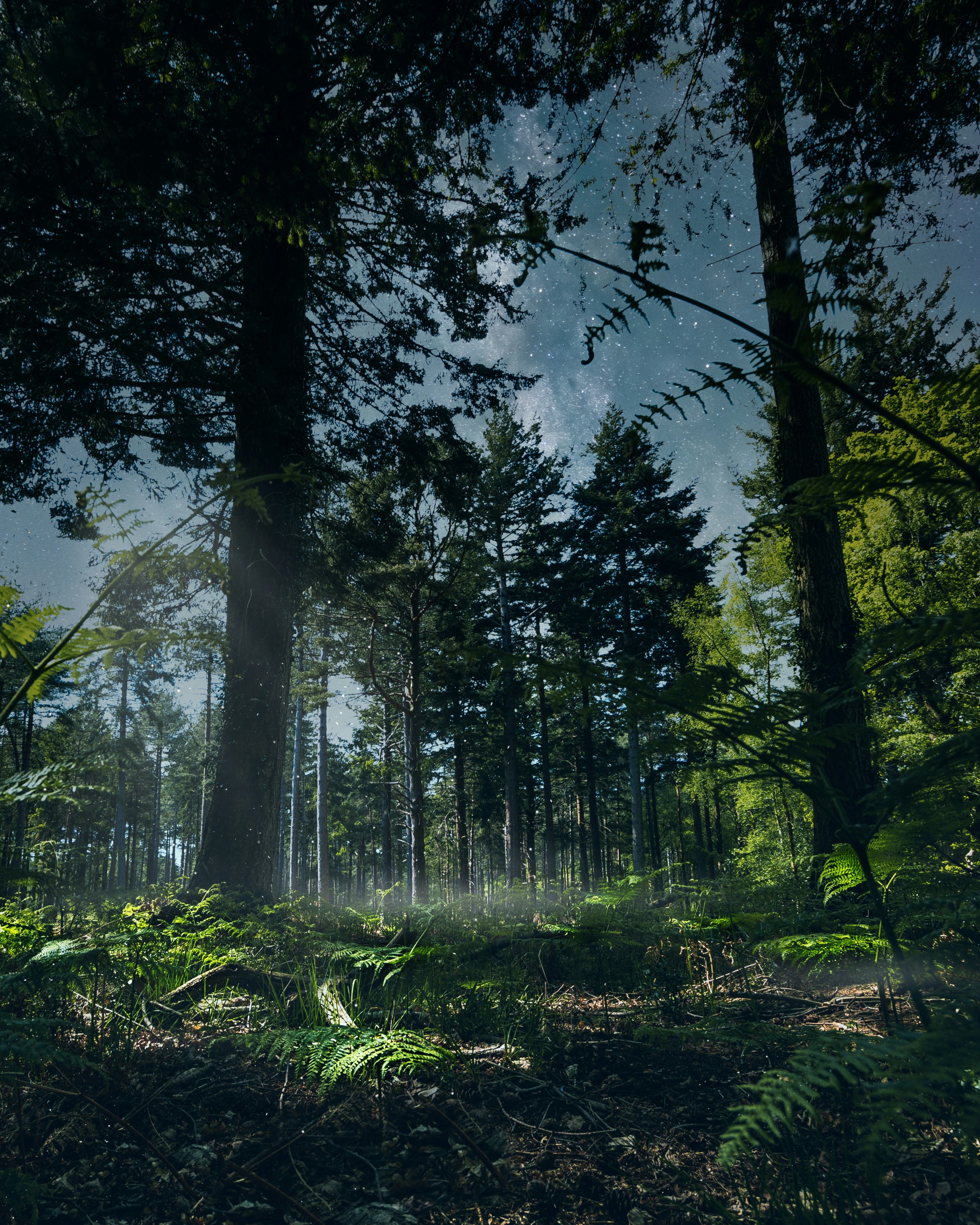 A forest filled with lots of tall trees photo – Free Forest Image on ...