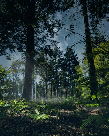A misty, dense section of the Atlantic Forest with sunlight filtering through thick foliage.