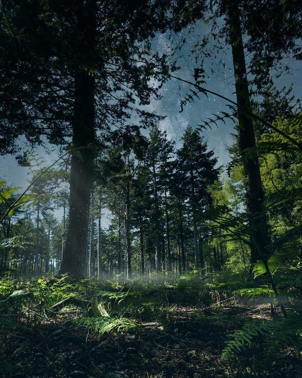 a forest filled with lots of tall trees