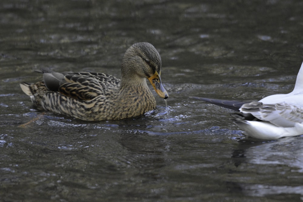 a couple of ducks floating on top of a body of water