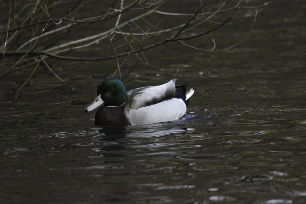 a duck is swimming in a body of water