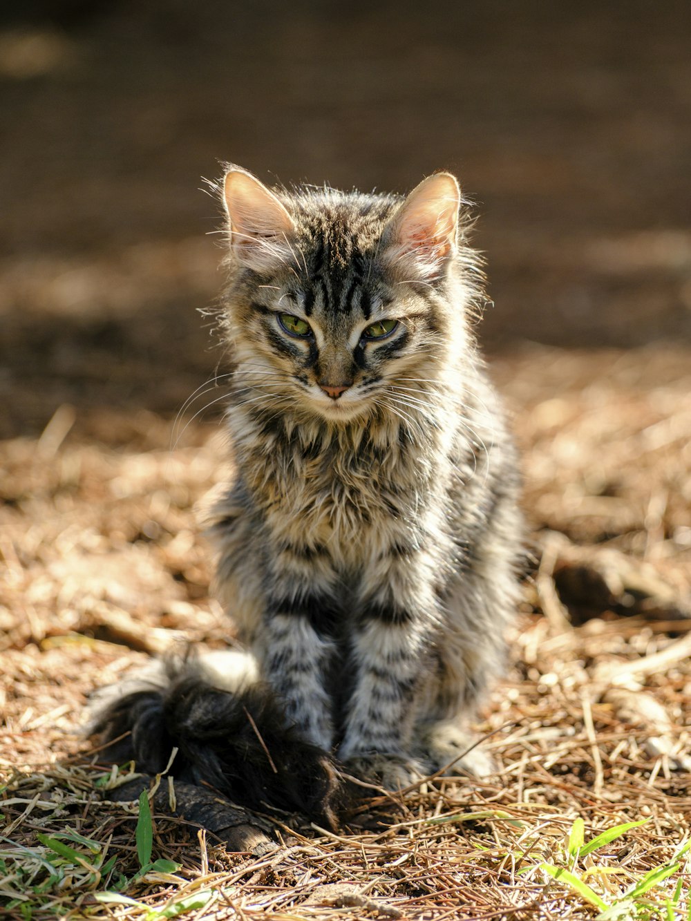 a cat sitting on the ground looking at the camera