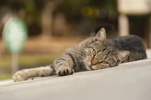 a cat laying on the ground next to a street sign