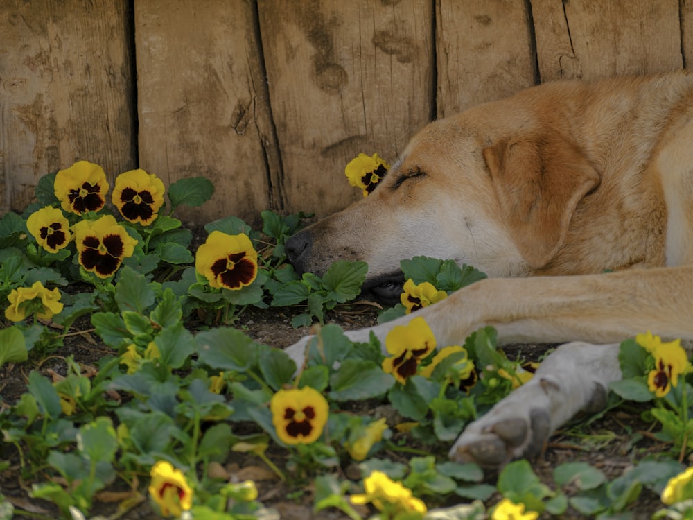 a dog laying on the ground next to flowers