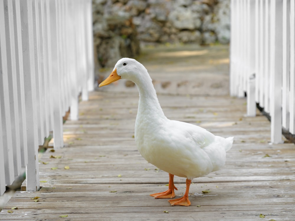 a white duck standing on a wooden walkway