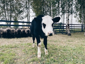 Charolais Calf