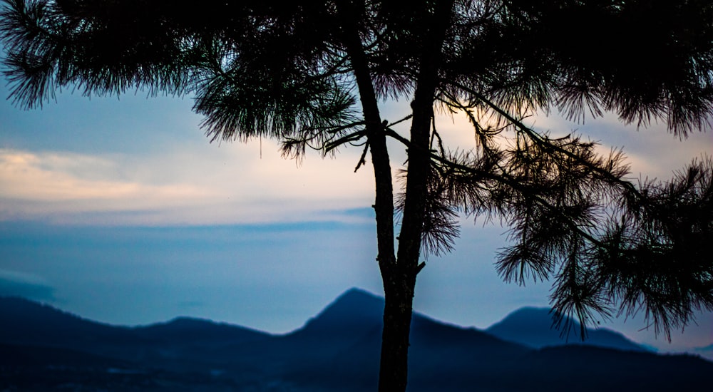 a bird perched on top of a tree next to a mountain