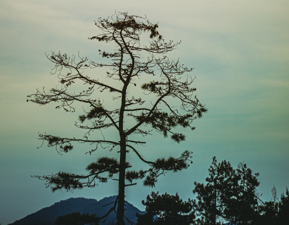 a lone pine tree in the foreground with a mountain in the background