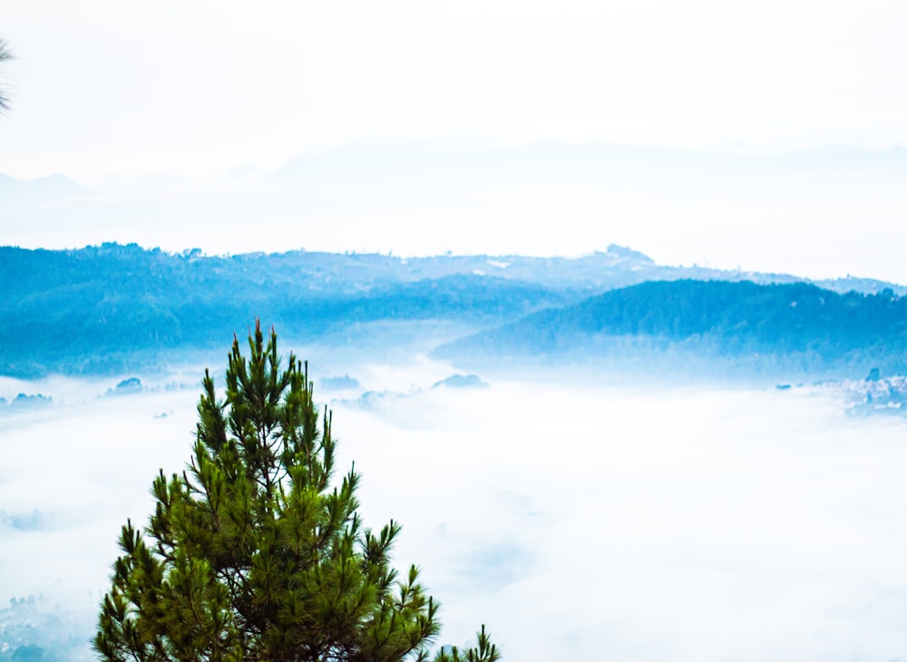 a pine tree in the middle of a foggy valley