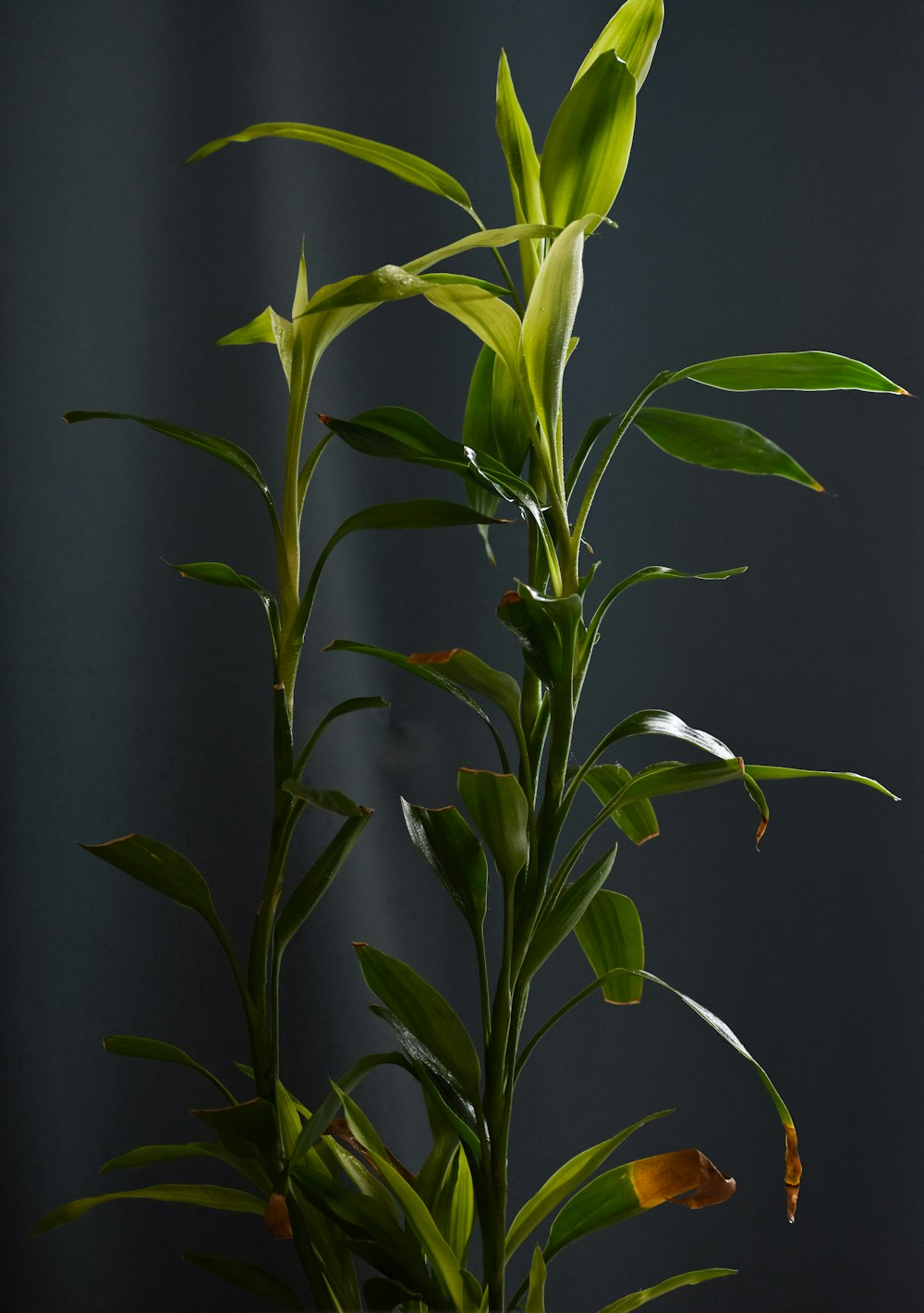 a close up of a plant with green leaves