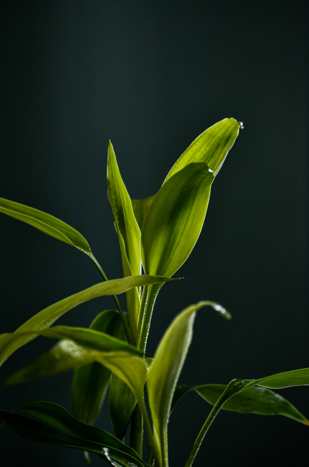 a close up of a plant with green leaves