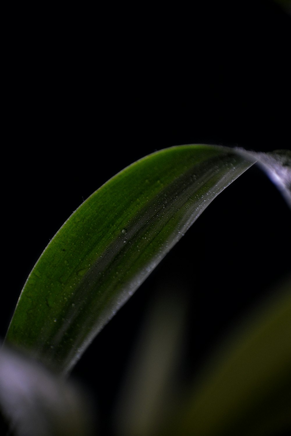 a close up of a plant with a black background