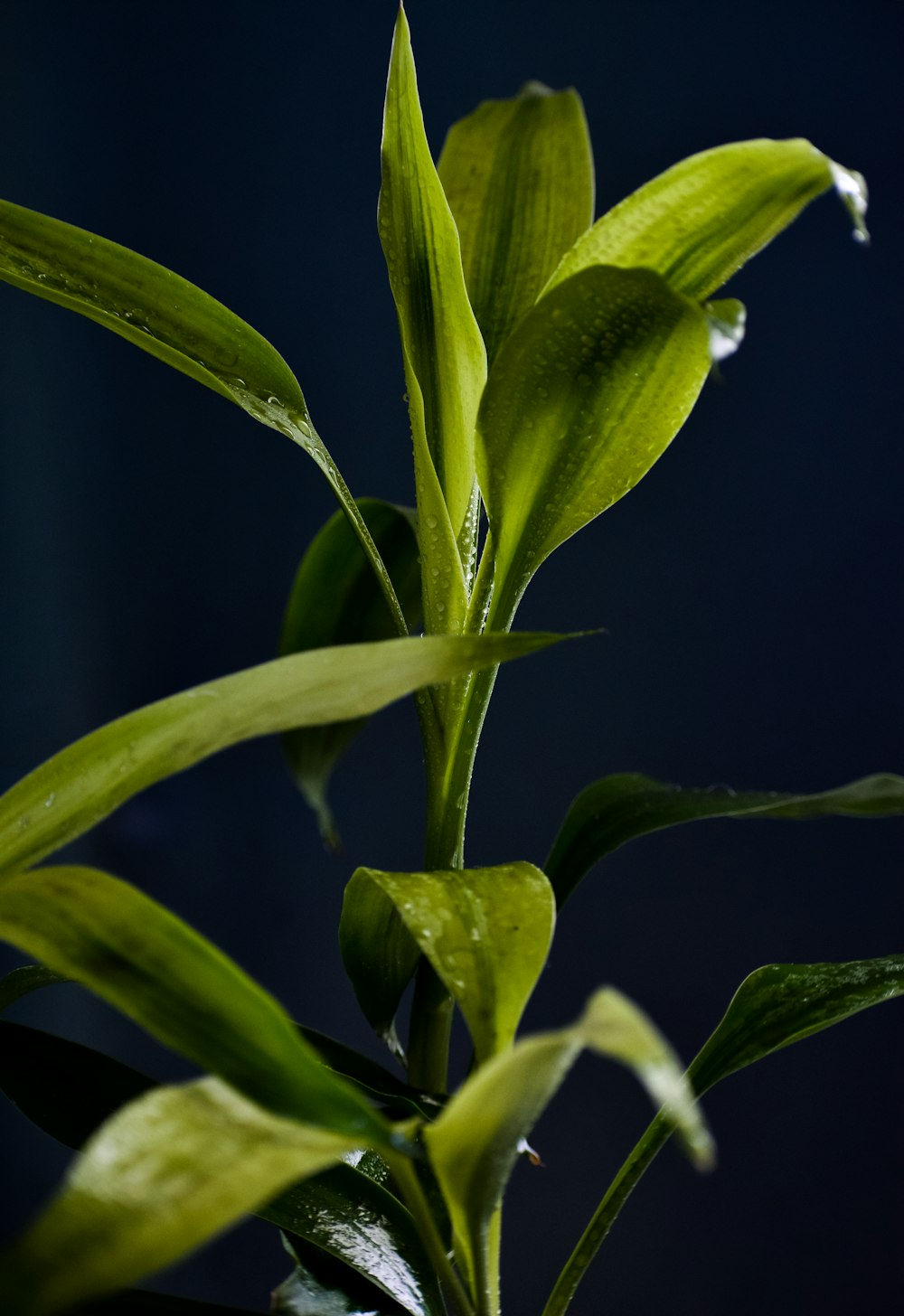 a green plant with water drops on it