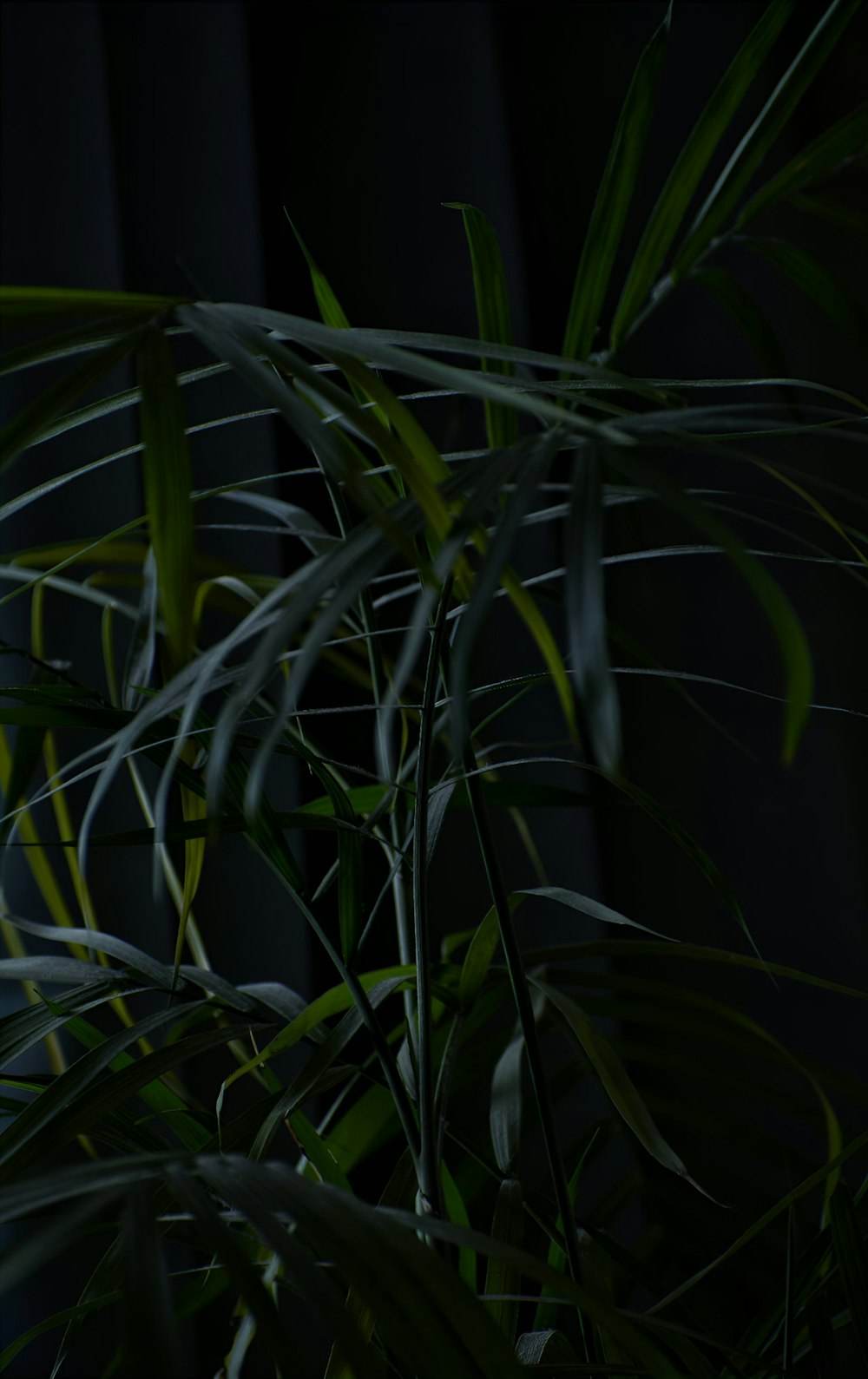 a close up of a plant with green leaves