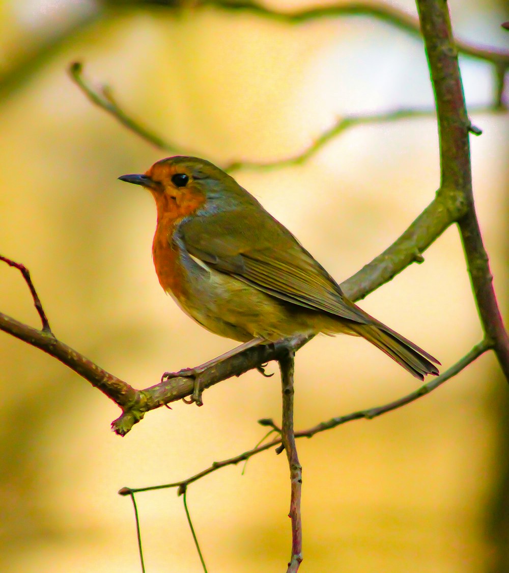 a small bird sitting on a branch of a tree