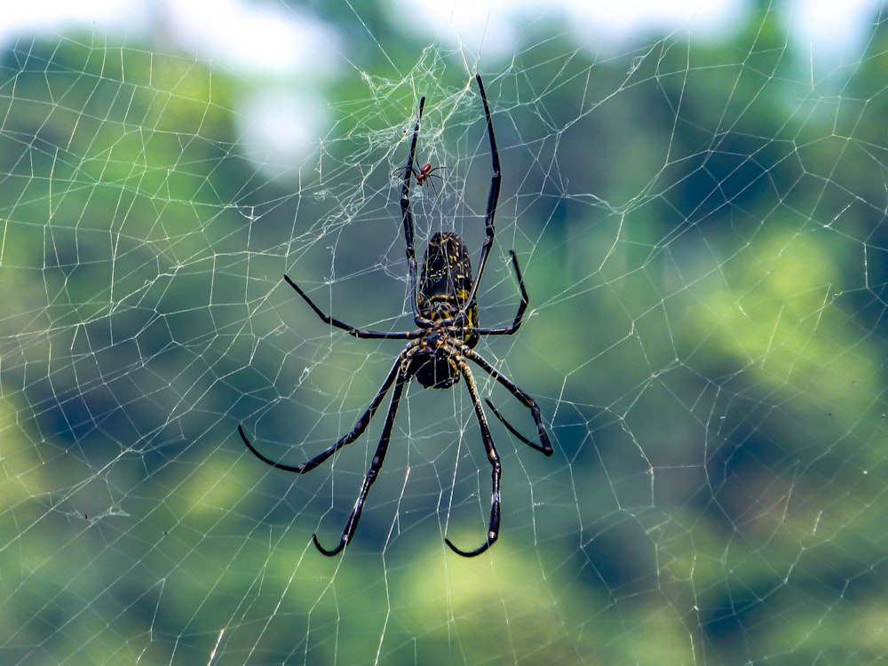 a black and yellow spider sitting on its web
