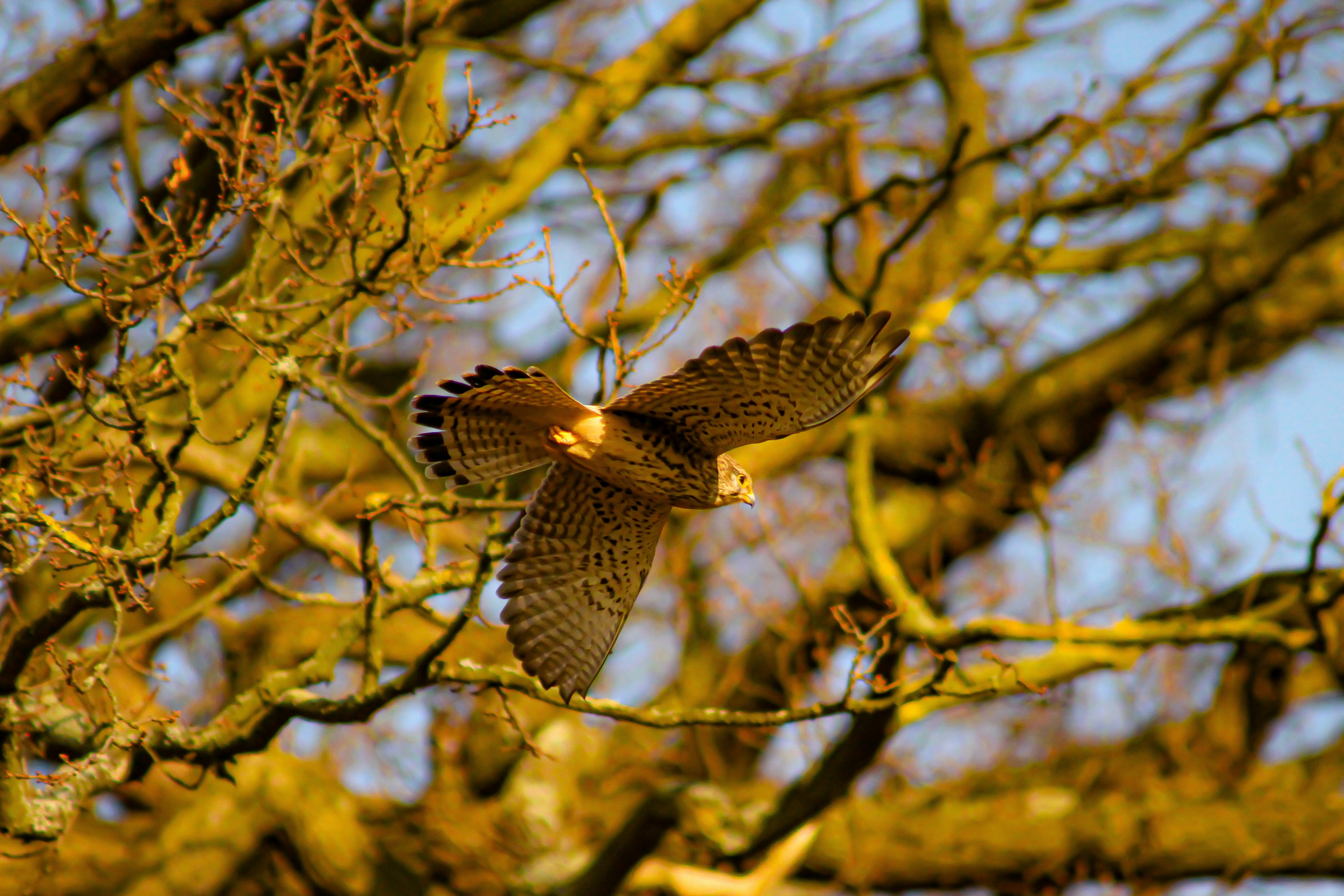 a couple of birds that are sitting in a tree