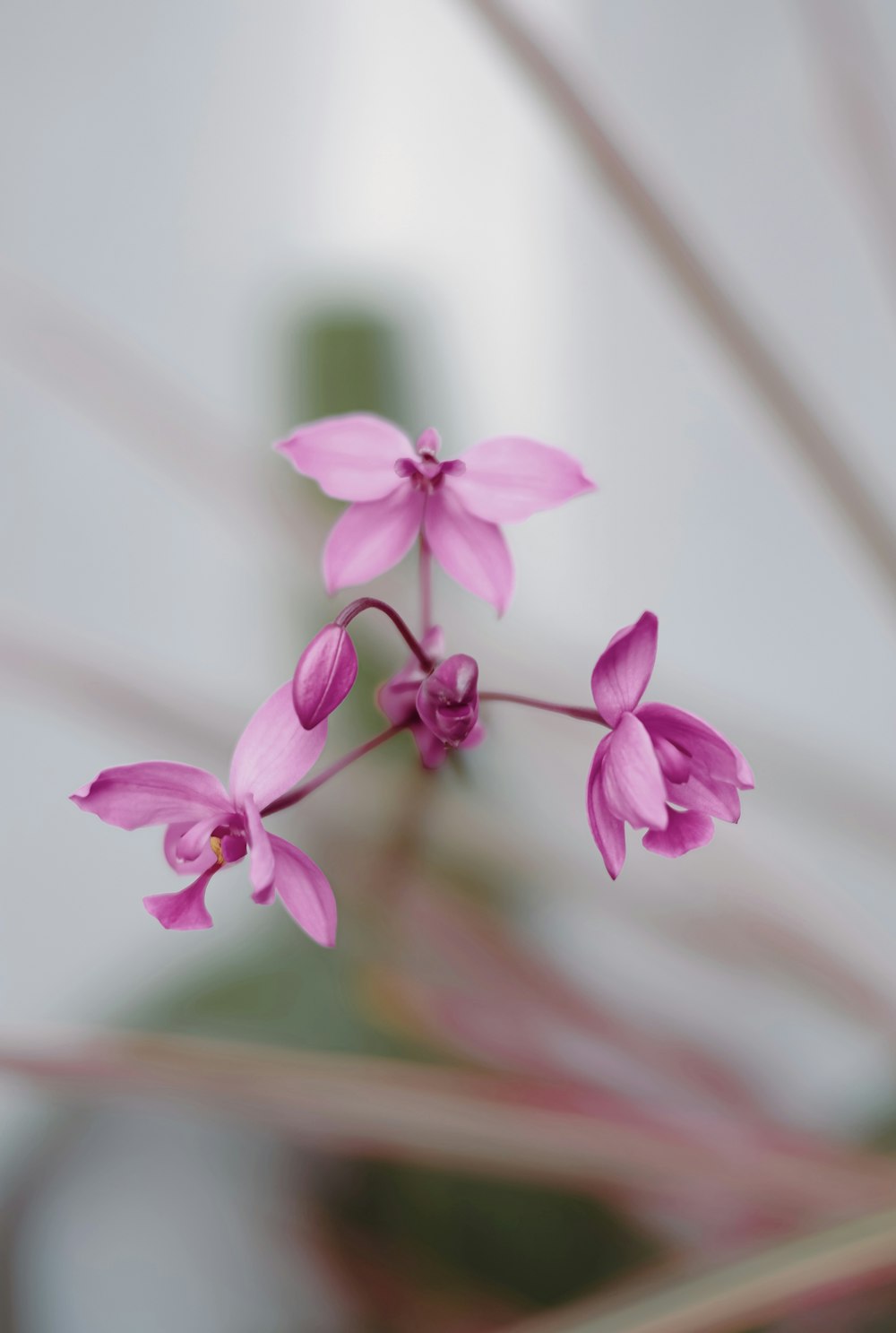 a close up of a pink flower in a vase