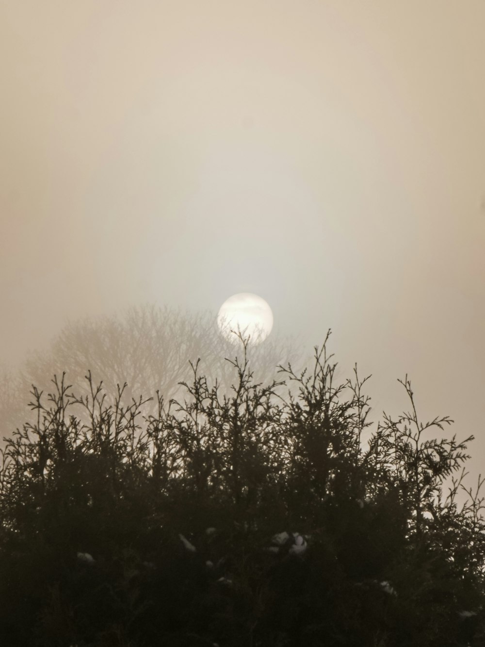 the sun is shining through the foggy trees