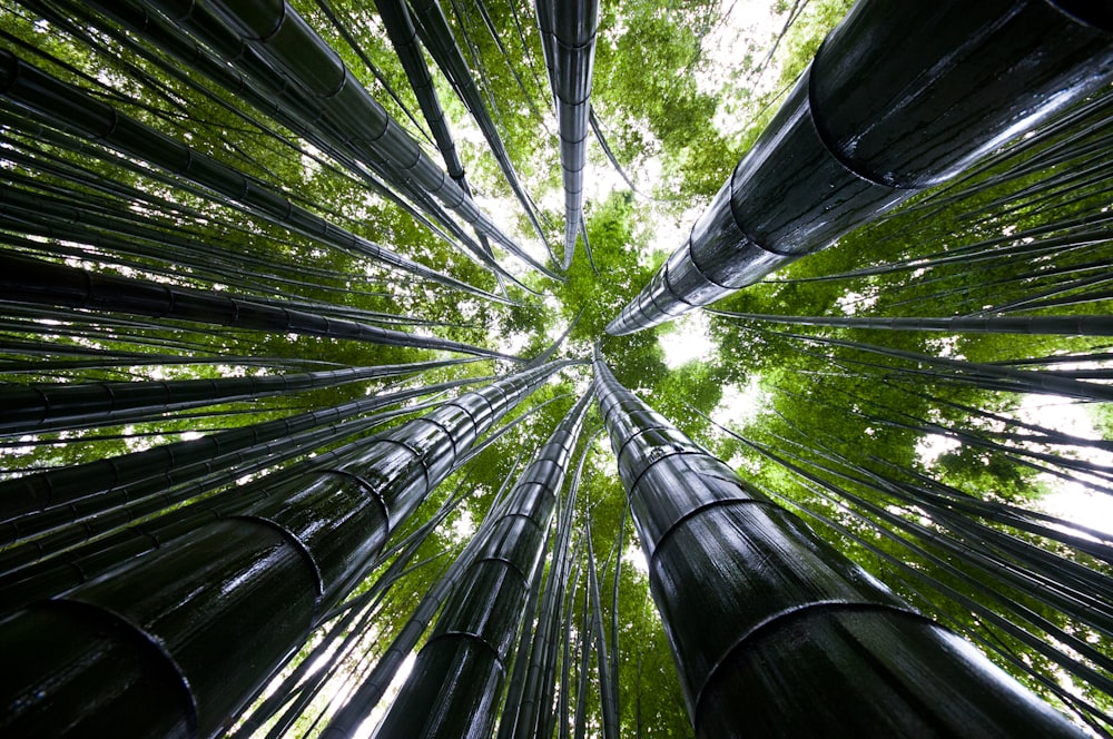 a group of tall bamboo trees in a forest